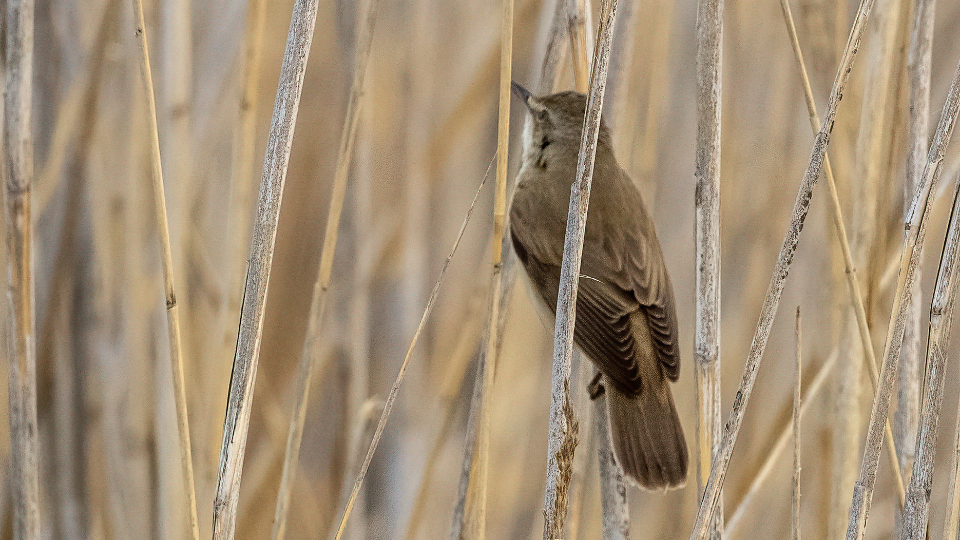Savi's Warbler